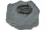 Detailed Thysanopeltis Trilobite - Top Quality Specimen #300549-1